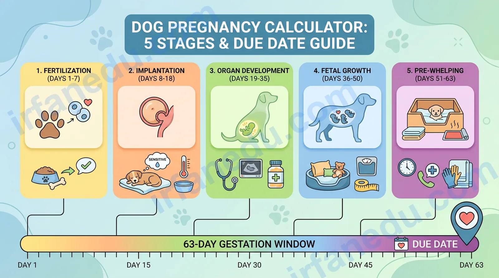 Dog pregnancy calculator showing canine gestation stages and due date on a timeline chart